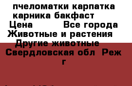 пчеломатки карпатка карника бакфаст F-1 › Цена ­ 800 - Все города Животные и растения » Другие животные   . Свердловская обл.,Реж г.